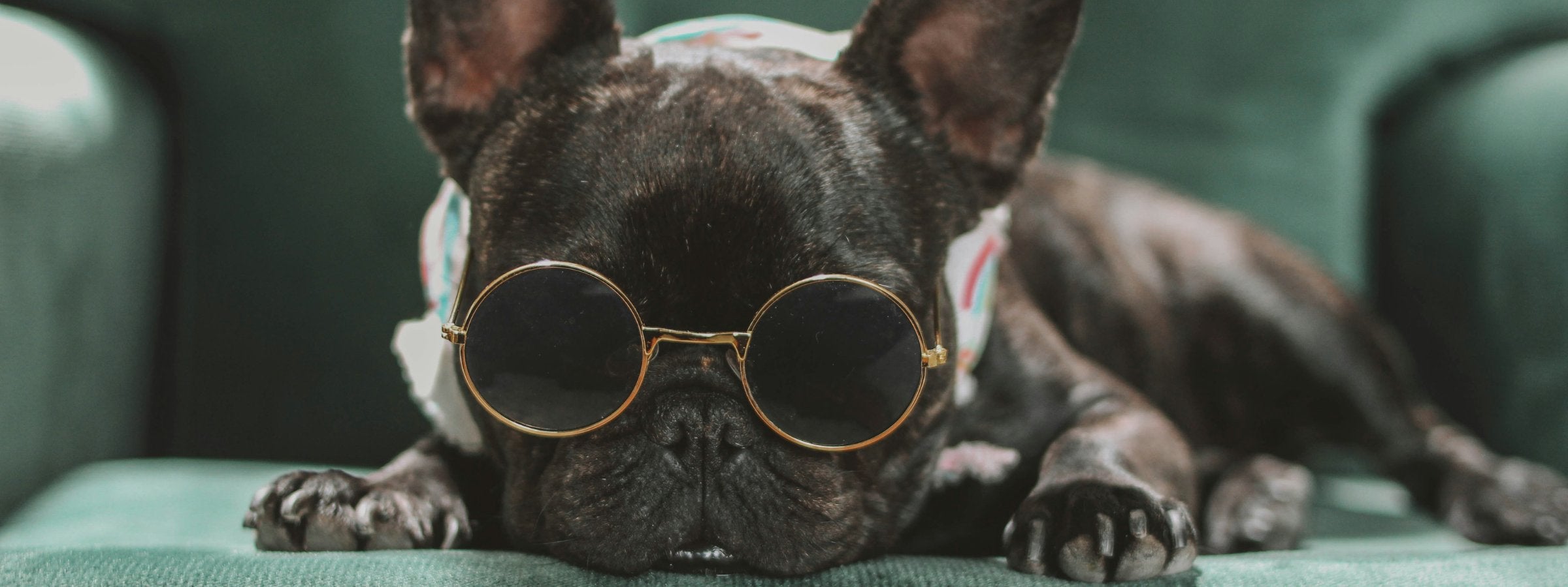 Dog Glasses