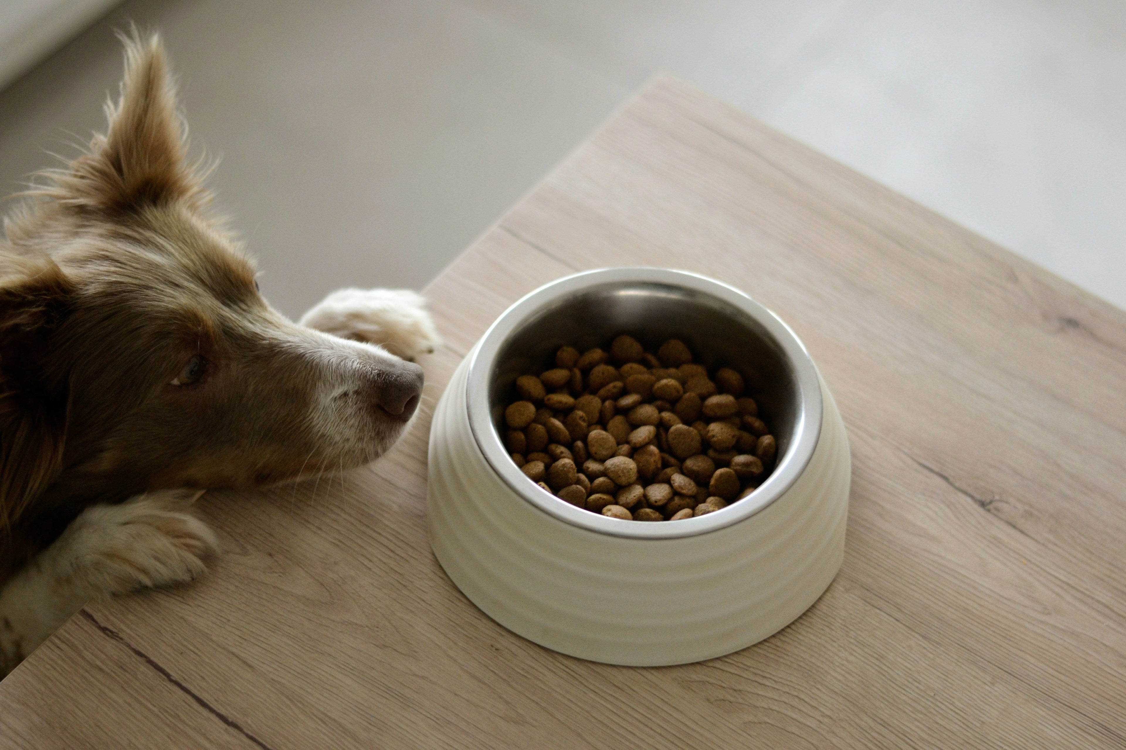 Feeding & Bowls