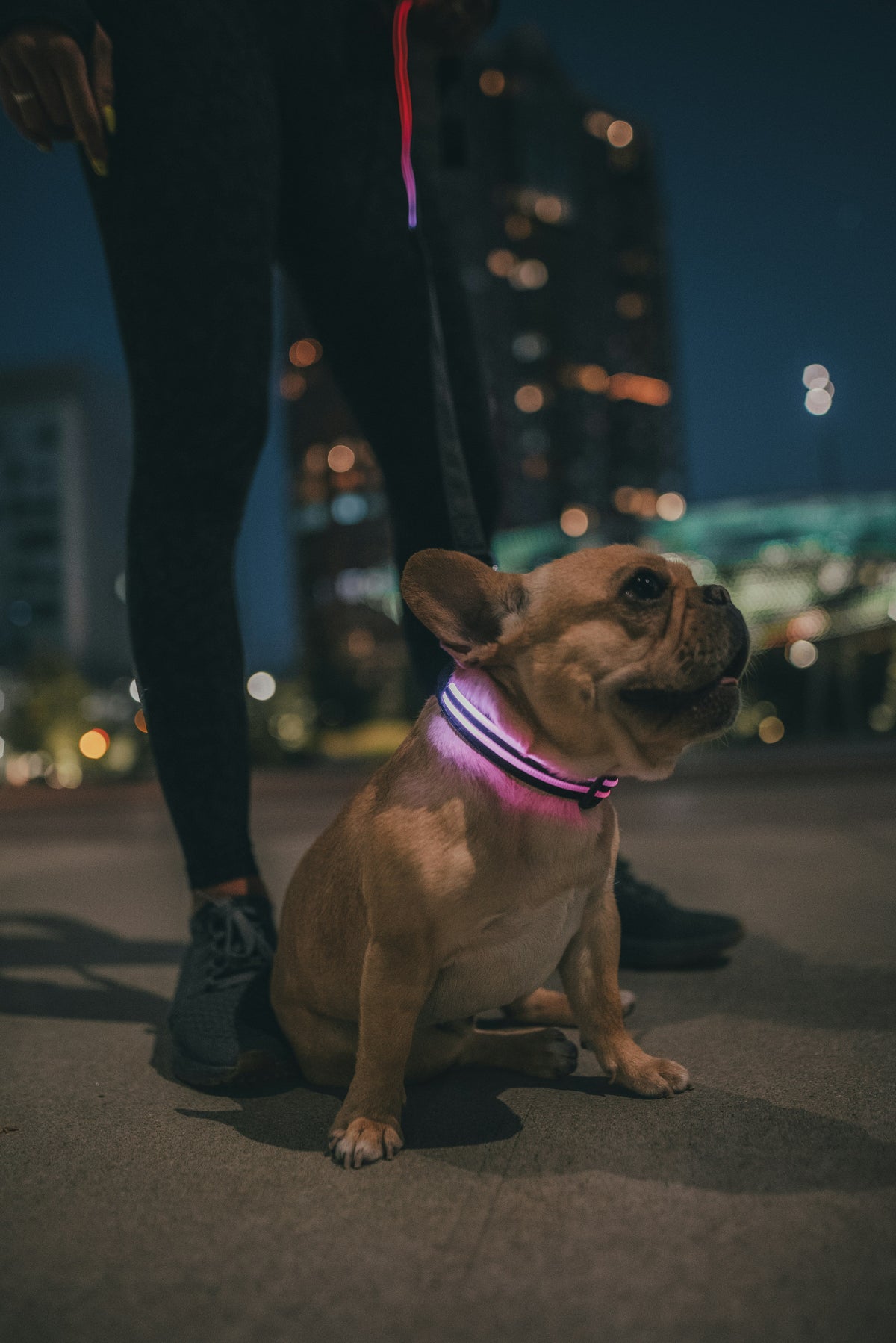 Collars & Leashes