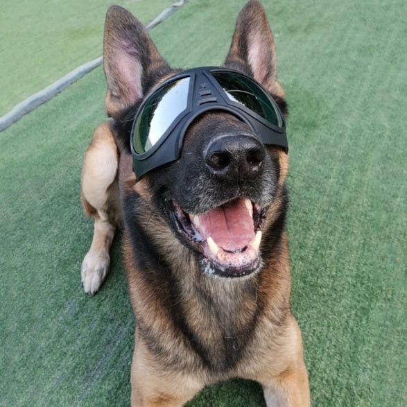 Tactical Dog Goggles – Windproof, Stylish & Comfortable