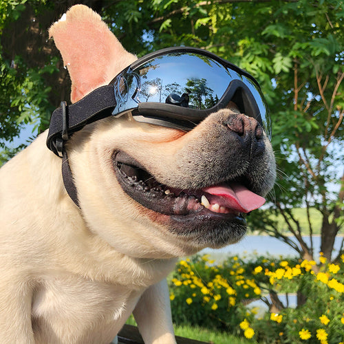 Extreme Sports Dog Sunglasses – Windproof & Shatterproof